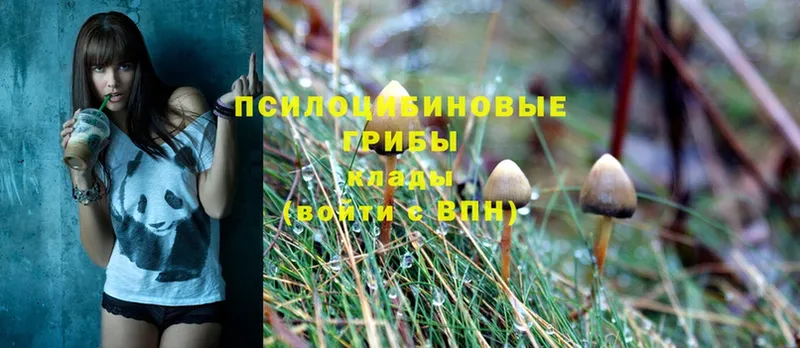 сайты даркнета состав  blacksprut вход  Велиж  Псилоцибиновые грибы Magic Shrooms 